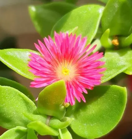 Oberhaus - Casa Vacanze * Bari