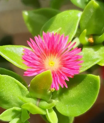 Oberhaus - Casa Vacanze * Bari